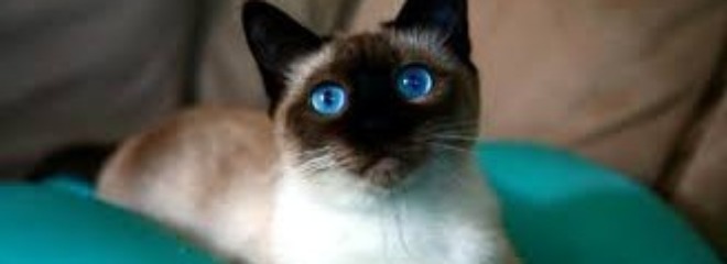 сиамская кошка на англ